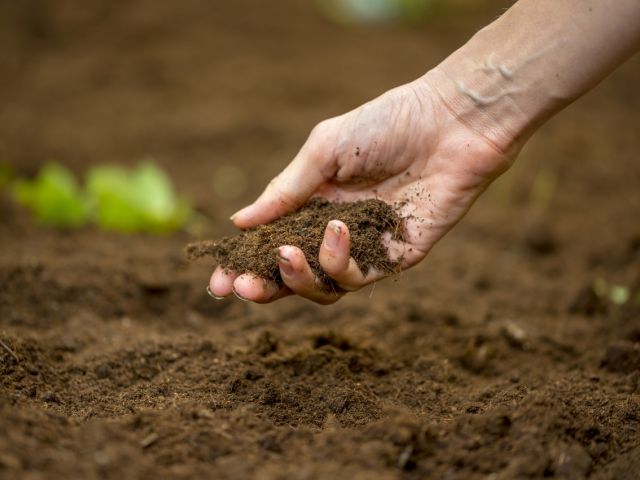 Person holding dirt